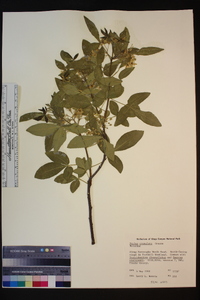 Ptelea crenulata image